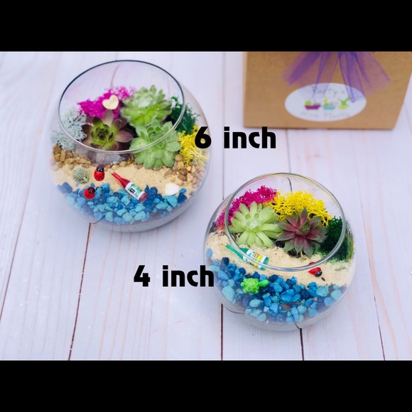 Other Succulent Terrarium Kit Cactus Terrarium Kit Diy Poshmark